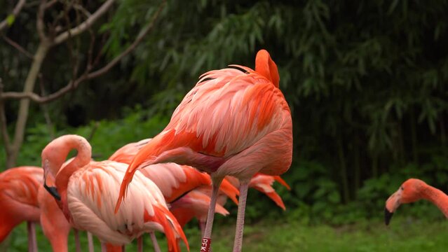 Flamingo Mating Parade and Flamboyance Feeding During Mating Season - Close Up