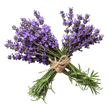 Bunch of Lavender isolated on transparent background With clipping path.3d render