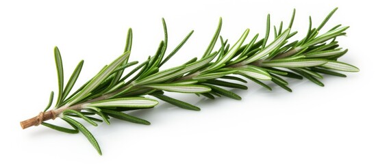 A close up of a small branch of evergreen rosemary, a flowering plant commonly used as an ingredient in cooking, set against a white background