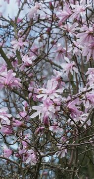 Magnolia x loebneri 'Leonard Messel', small shrub densely branching bearing star-shaped flowers with purplish red petals strap-shaped and immature purplish-pink bud 
