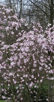 Magnolia x loebneri 'Leonard Messel'. Shrub with round crown bearing clusters of lilac-pink scented flowers strap-like opening before foliage in early-spring as ornamental plant in a park
