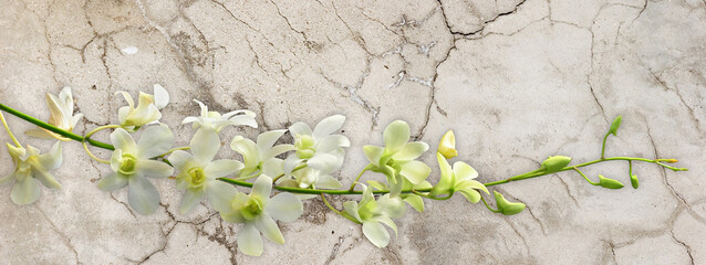 Orchid Spray on Black