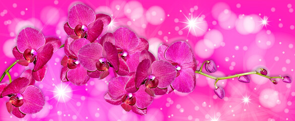 Orchid flower isolated on black background. - obrazy, fototapety, plakaty