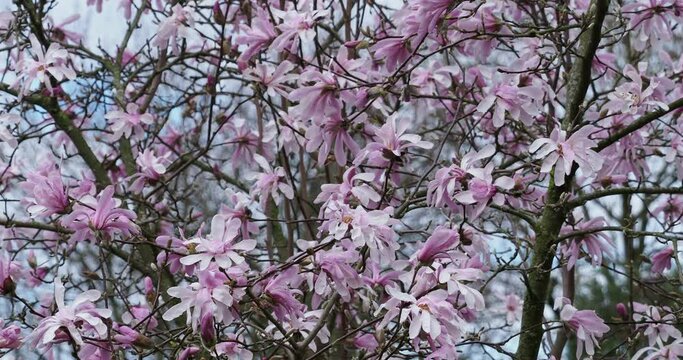 (Magnolia x loebneri) Remarkable pink-lilac starry bloom of a Magnolia 'Leonard Messel' tree with its purple buds bursting on bare branches swaying lightly in the wind
