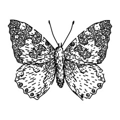 butterfly hand drawn. vintage embroidery, watercolor simple, spring biology illustration butterfly vector sketch. isolated black illustration