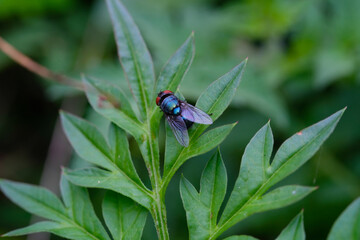 Macrophotography. Selective Focus. Closeup shot of Flies perched on wild leaves. Beautiful animal life in nature, animal themes, animal behavior. Shot in Macro lens