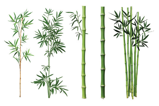 Vector green Bamboo set of different branches and leaves 