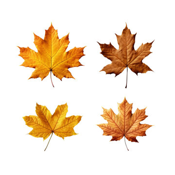 Set Of Maple leaves isolated on the transparent background