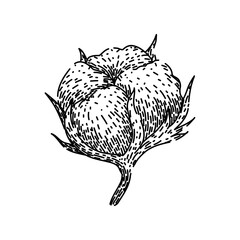 flower cotton plant hand drawn. field fly, vector organic, seed herb flower cotton plant vector sketch. isolated black illustration