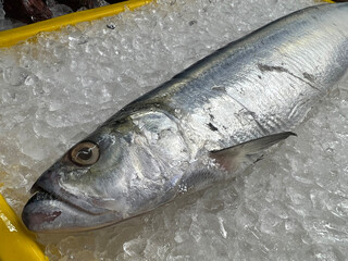 fresh raw cold seafood Saury Fish whole fish ikan head, fillet, meat, cut, tail on white ice...