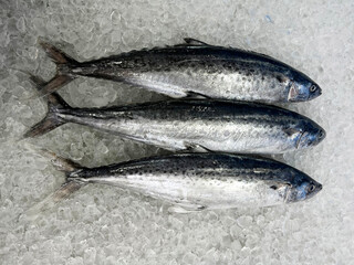 fresh raw cold seafood Spanish mackerel whole fish ikan head, fillet, meat, cut, tail on white ice background halal food cuisine hyper market menu for restaurant ingredient design