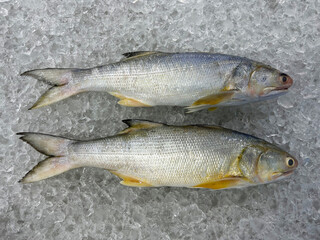 fresh raw cold seafood Indian threadfin whole fish ikan head, fillet, meat, cut, tail on white ice...