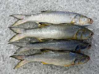 fresh raw cold seafood Indian threadfin whole fish ikan head, fillet, meat, cut, tail on white ice background halal food cuisine hyper market menu for restaurant ingredient design