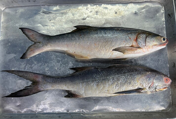 fresh raw cold seafood Indian threadfin whole fish ikan head, fillet, meat, cut, tail on white ice...
