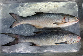 fresh raw cold seafood Indian threadfin whole fish ikan head, fillet, meat, cut, tail on white ice background halal food cuisine hyper market menu for restaurant ingredient design