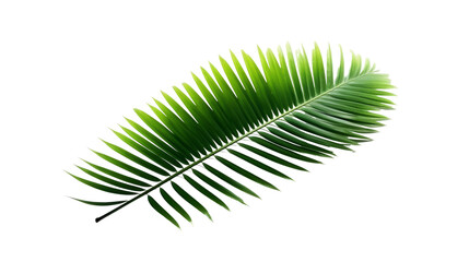 Green palm leaf isolated on transparent background
