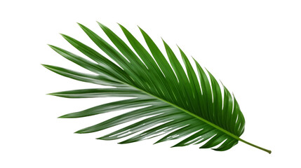 Tropical green palm leaf isolated on transparent background - obrazy, fototapety, plakaty
