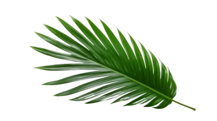 Poster Tropical green palm leaf isolated on transparent background © Minimal Blue