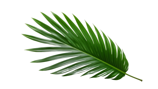 Tropical green palm leaf isolated on transparent background