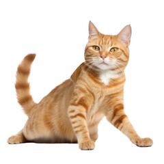 Obraz premium cute cat isolated on white