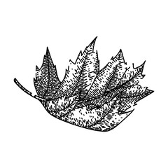 Naklejka premium leaves maple leaf hand drawn. vector , red fall leaves maple leaf vector sketch. isolated black illustration