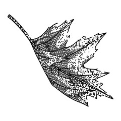 Obraz premium maple leaf hand drawn. red, fall foliage maple leaf vector sketch. isolated black illustration