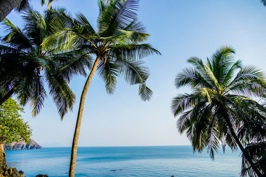 View of tall green palm trees and clear blue waters on a sunny day. Beautiful summer sea landscape. Palm trees overlooking the blue sea during colourful sunset. Peaceful nature view in Goa, India.