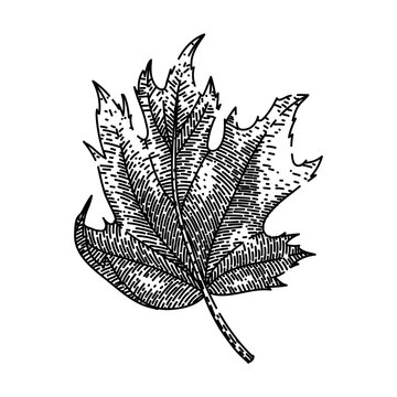 autumn maple leaf hand drawn. leaves vector, autumn maple leaf vector sketch. isolated black illustration