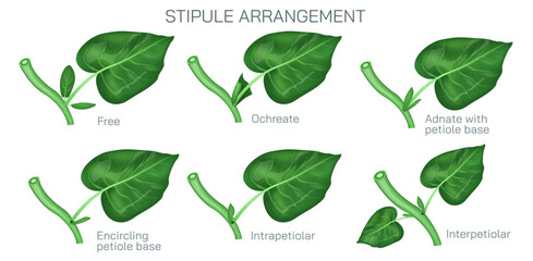 Printstipule arrangement vector. Types of stipules in leaf. Botany and its branches students study material. Anatomy and cross section image. realistic Illustrated guide to stipule types. - obrazy, fototapety, plakaty