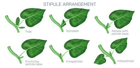 Fotobehang Printstipule arrangement vector. Types of stipules in leaf. Botany and its branches students study material. Anatomy and cross section image. realistic Illustrated guide to stipule types. © Anshuman Rath