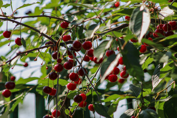 Ripe ashes in green leaves