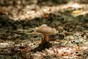 Sunlight around a forest mushroom