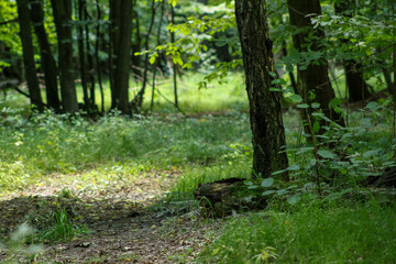 A glimpse of sunlight in a dense forest.