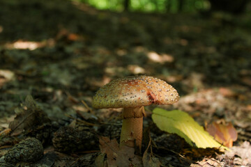An unknown mushroom in a summer forest between cones