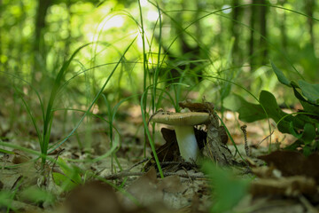 A mushroom grew from dry leaves in the green grass
