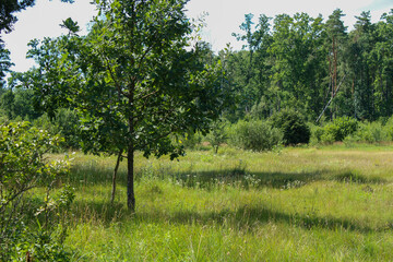 A lone young oak tree in a field against the background of the forest