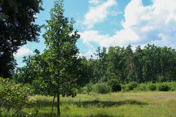 Fototapeta na wymiar Field boundary and forest against a bright blue sky