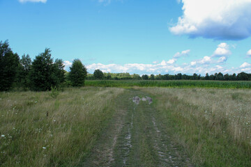 Field road on the background of a field with corn crops