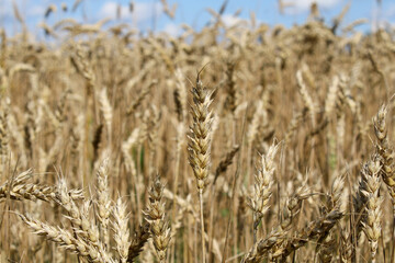 A smooth ear of wheat is standing upright. Close-up