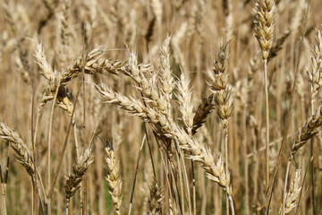 The ears of wheat tilted. Close-up