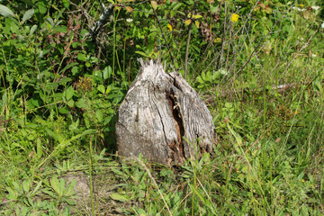 The stump that was left over from the beaver's work