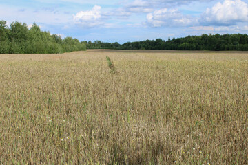 A field of wheat with a path in the middle of the field