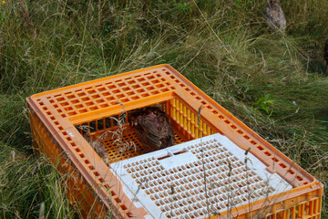 The last pheasant won't come out of the cage to be moved.