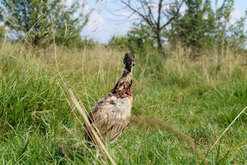 A young pheasant chick considers new territories after relocation
