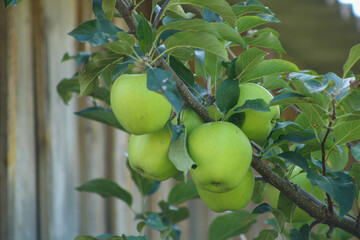 A branch dotted with big green apples.
