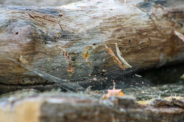 Leaves caught in the cobwebs between the trees