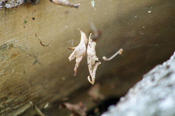 Leaves in cobwebs against a background of firewood