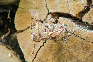 Dry leaves caught in spider webs against a backdrop of firewood