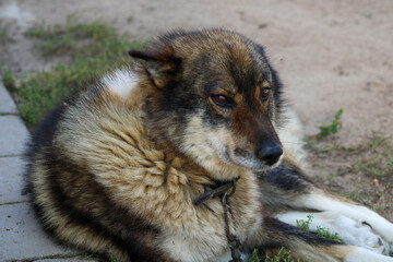 A dog hides in the shade on a hot summer day