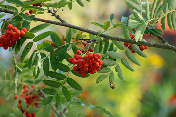Red berries on a warm summer evening.